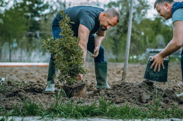 Best Professional Tree Care  in Windber, PA